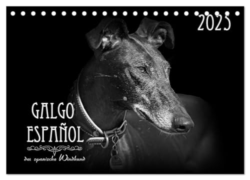 Galgo Español - der spanische Windhund 2025 (Tischkalender 2025 DIN A5 quer), CALVENDO Monatskalender