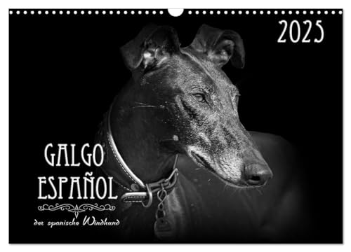 Galgo Español - der spanische Windhund 2025 (Wandkalender 2025 DIN A3 quer), CALVENDO Monatskalender von CALVENDO