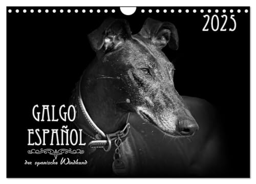 Galgo Español - der spanische Windhund 2025 (Wandkalender 2025 DIN A4 quer), CALVENDO Monatskalender