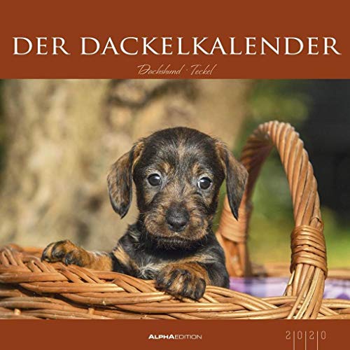 Der Dackelkalender 2020 - Bildkalender (33 x 33) - Tierkalender - Hunde - Dogs - Wandkalender: Dachshund; Teckel