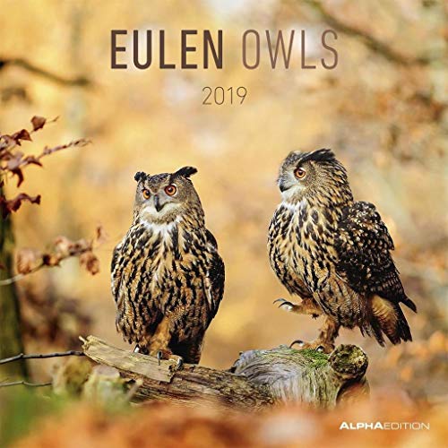 Eulen 2019 - Owls - Broschürenkalender (30 x 60 geöffnet) - Tierkalender - Wandplaner von ALPHA EDITION