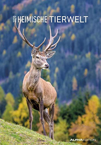 Heimische Tierwelt 2020 - Bildkalender (24 x 34) - Tierkalender - Wandkalender