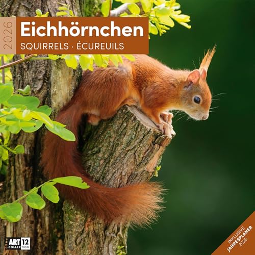 Eichhörnchen Broschürenkalender 2026 - 30x30 - Art12 | Niedlicher Tier-Kalender im schlanken Hochformat (aufgeklappt 30x60 cm) | Eintrage-Kalendarium von "Ackermann Kunstverlag"