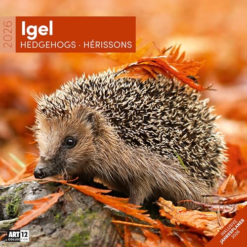 Igel Broschürenkalender 2026 - 30x30 - Art12 | Bildstarker Tier-Kalender im schlanken Hochformat (aufgeklappt 30x60 cm) | mit Eintrage-Kalendarium von "Ackermann Kunstverlag"