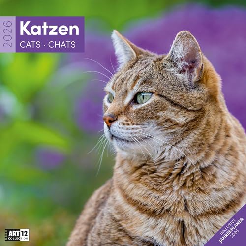 Katzen Broschürenkalender 2026 - 30x30 - Art12 | Niedlicher Tier-Kalender im schlanken Hochformat (aufgeklappt 30x60 cm) | mit Eintrage-Kalendarium von "Ackermann Kunstverlag"