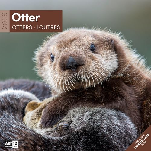 Otter Broschürenkalender 2026 - 30x30 - Art12 | Niedlicher Tier-Kalender im schlanken Hochformat (aufgeklappt 30x60 cm) | mit Eintrage-Kalendarium Otter Broschürenkalender 2026 - 30x30 - Art12 | Niedlicher Tier-Kalender im schlanken Hochformat (aufgeklappt 30x60 cm) | mit Eintrage-Kalendarium von "Ackermann Kunstverlag"