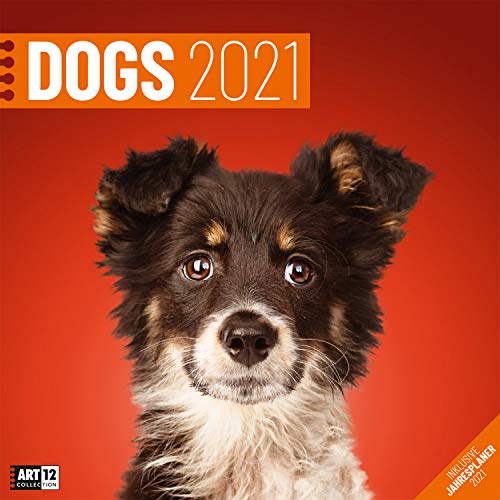 Dogs 2021, Wandkalender / Broschürenkalender im Hochformat (aufgeklappt 30x60 cm) - Hunde-Kalender mit Monatskalendarium zum Eintragen