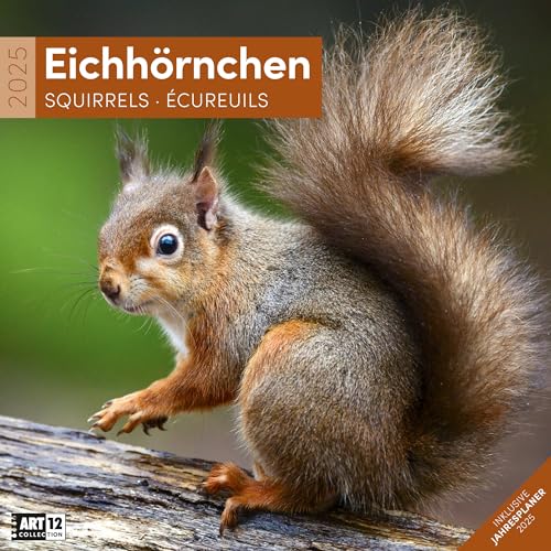 Eichhörnchen 2025, Wandkalender / Broschürenkalender im Hochformat (aufgeklappt 30x60 cm) - Art12 - Geschenk-Kalender mit Monatskalendarium zum Eintragen