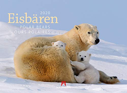Eisbären 2020, Wandkalender im Querformat (45x33 cm) - Tierkalender mit Monatskalendarium