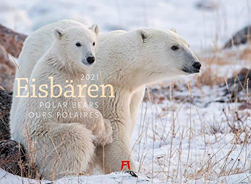 Eisbären Kalender 2021, Wandkalender im Querformat (45x33 cm) - Tierkalender