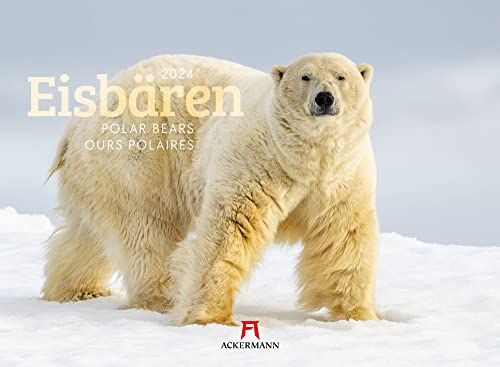 Eisbären Kalender 2024, Wandkalender im Querformat (45x33 cm) - Tierkalender von Ackermann Kunstverlag