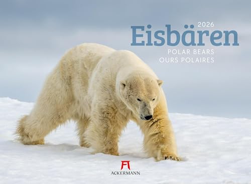Eisbären Kalender 2026 | Bildstarker Tier-Kalender im Querformat (45x33 cm) | Fotos von Raubtieren in der Arktis von "Ackermann Kunstverlag"