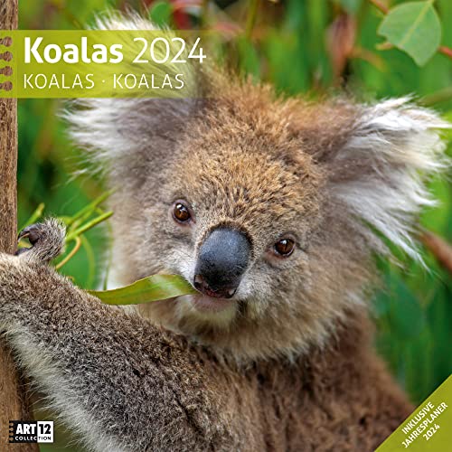 Koalas 2024, Wandkalender/Broschürenkalender im Hochformat (aufgeklappt 30x60 cm) - Geschenk-Kalender mit Monatskalendarium zum Eintragen