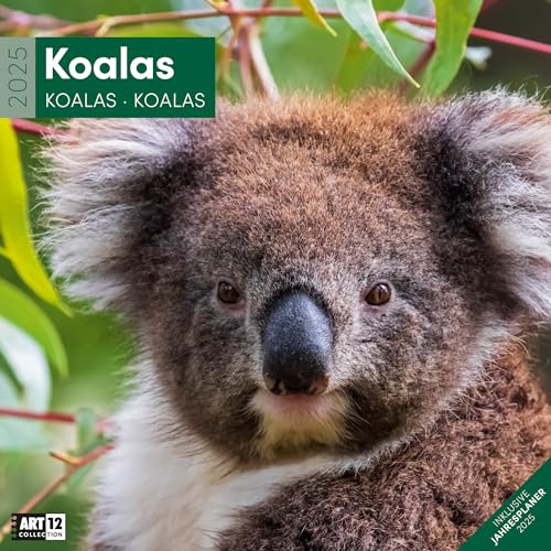 Koalas 2025, Wandkalender/Broschürenkalender im Hochformat (aufgeklappt 30x60 cm) - Art12 - Geschenk-Kalender mit Monatskalendarium zum Eintragen