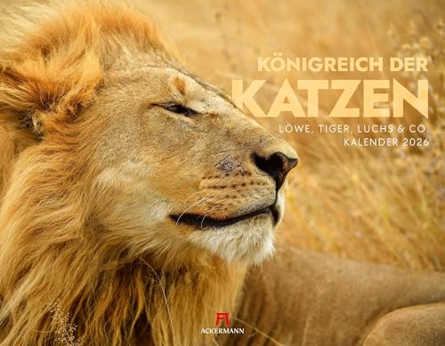 Königreich der Katzen Kalender 2026 | Löwe, Tiger, Luchs & Co | Bildstarker Tierkalender im großen Querformat (54x42 cm) | Raubkatzen in ihrem Habitat von "Ackermann Kunstverlag"