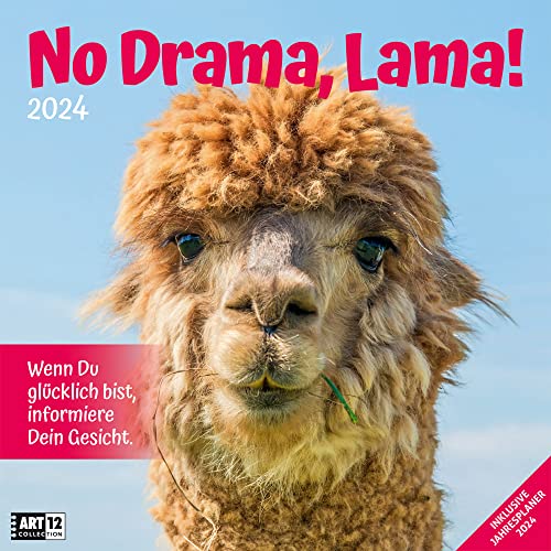 No Drama, Lama! 2024, Wandkalender / Broschürenkalender im Hochformat (aufgeklappt 30x60 cm) - Geschenk-Kalender mit Monatskalendarium zum Eintragen