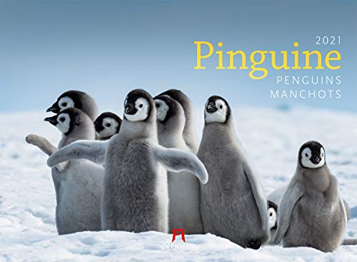 Pinguine Kalender 2021, Wandkalender im Querformat (45x33 cm) - Tierkalender
