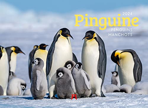 Pinguine Kalender 2024, Wandkalender im Querformat (45x33 cm) - Tierkalender