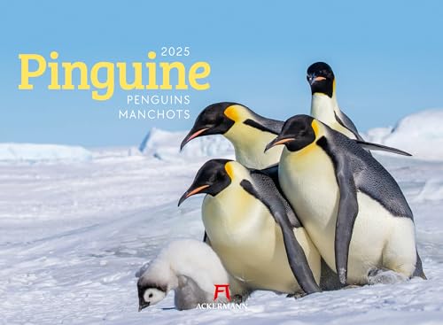 Pinguine Kalender 2025, Wandkalender im Querformat (45x33 cm) - Tierkalender