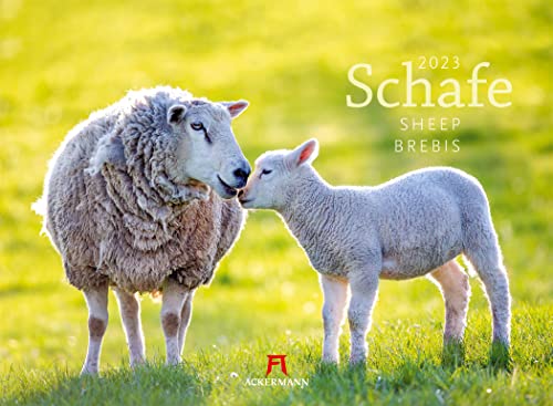 Schafe Kalender 2023, Wandkalender im Querformat (45x33 cm) - Tierkalender