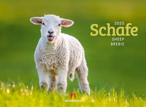 Schafe Kalender 2025, Wandkalender im Querformat (45x33 cm) - Tierkalender von Ackermann Kunstverlag