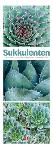 Sukkulenten Triplet-Kalender 2026 | Kakteen, Agaven & Co | Stilvoller Botanikkalender im schlanken Hochformat (24x66 cm) | Triplet-Fotografie von "Ackermann Kunstverlag"