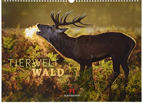 Tierwelt Wald 2019, Wandkalender im Querformat (45x33 cm) - Tierkalender mit heimischen Wildtieren mit Monatskalendarium von Ackermann Kunstverlag