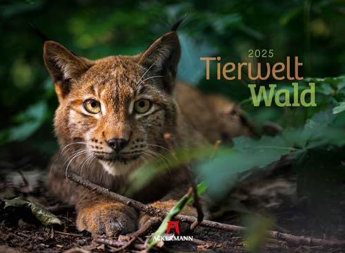 Tierwelt Wald Kalender 2025, Wandkalender im Querformat (45x33 cm) - Tierkalender mit heimischen Wildtieren, Tiere in Deutschland
