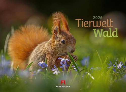 Tierwelt Wald Kalender 2026 | Bildstarker Tier-Kalender im Querformat (45x33 cm) | Heimische Wildtiere in ihrem Lebensraum von "Ackermann Kunstverlag"