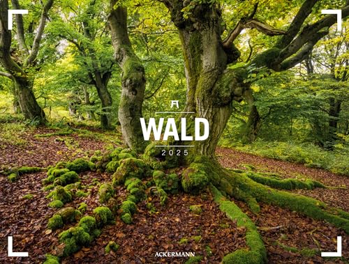 Wald - Gallery Kalender 2025, Wandkalender im Querformat (66x50 cm) - Großformat / Hochwertiger Panorama-Kalender Natur, Wälder und Bäume