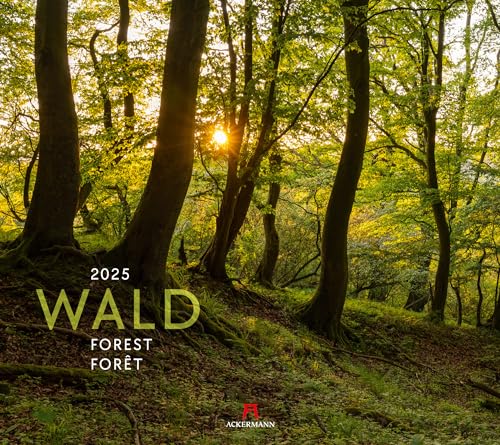 Wald Kalender 2025, Wandkalender im Querformat (54x48 cm) - Landschaftskalender / Naturkalender