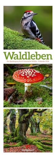 Waldleben Triplet-Kalender 2026 | Spaziergang durch heimische Wälder | Beruhigender Natur-Kalender im schlanken Hochformat (24x66 cm) | Triplet-Fotos von "Ackermann Kunstverlag"