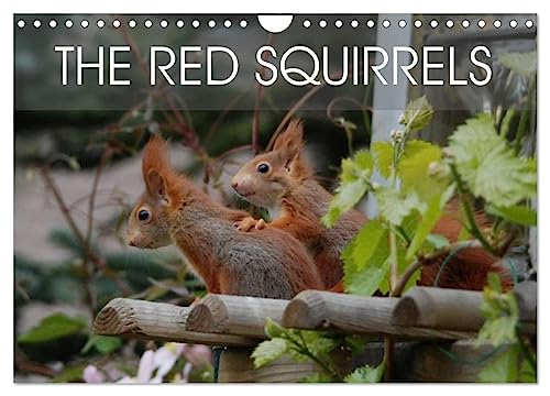 The red squirrels (Wall Calendar 2025 DIN A4 landscape), CALVENDO 12 Month Wall Calendar: About the life of a German red squirrel family.