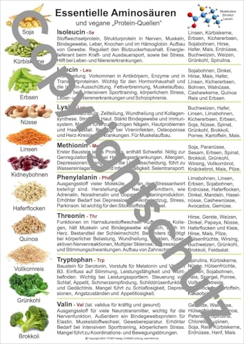 Aminosäuren und vegane Protein-Quellen: Übersichtskarte A5 (Lehrtafeln: Übersichtskarten) von Fitmit-Verlag