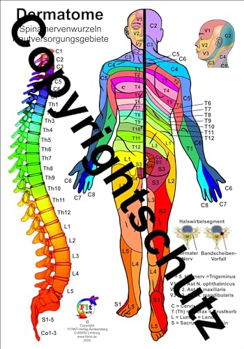 Dermatome - Spinalnervenwurzeln Hautversorgungsgebiete: Übersichtskarte A4 (Lehrtafeln: Übersichtskarten) von FITMIT-Verlag