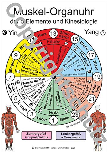 Muskel-Organuhr - der 5 Elemente und Kinesiologie: Lehrkarte A4 (Lehrtafeln / Übersichtskarten) von FITMIT-Verlag