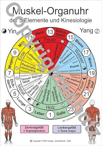 Muskel-Organuhr - der 5 Elemente und Kinesiologie: Lehrkarte A5 von Aeckersberg, Ingrid