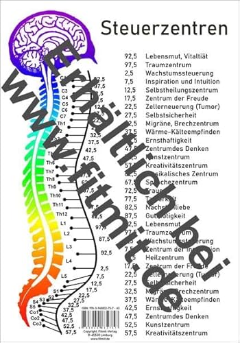 Steuerzentren Wirbelsäule: A4 (Lehrtafeln: Übersichtskarten) von Fitmit-Verlag