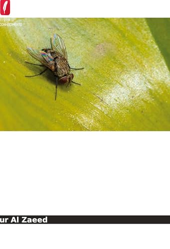 Preparação de quitosano a partir de larvas de mosca doméstica (Musca domestica) von Edições Nosso Conhecimento
