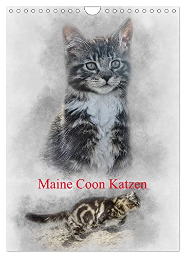 Maine Coon Katzen (Wandkalender 2024 DIN A4 hoch), CALVENDO Monatskalender: Eine der größten Katzen der Welt: Maine-Coon (CALVENDO Tiere)