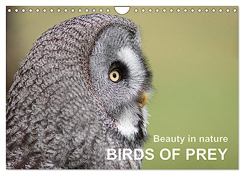 Beauty in nature BIRDS OF PREY (Wandkalender 2024 DIN A4 quer), CALVENDO Monatskalender von CALVENDO