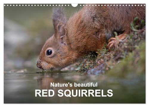 Nature's beautiful red squirrels (Wandkalender 2024 DIN A3 quer), CALVENDO Monatskalender: Red squirrels in natural surroundings von CALVENDO