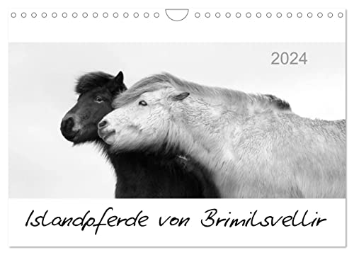 Islandpferde von Brimilsvellir (Wandkalender 2024 DIN A4 quer), CALVENDO Monatskalender von CALVENDO