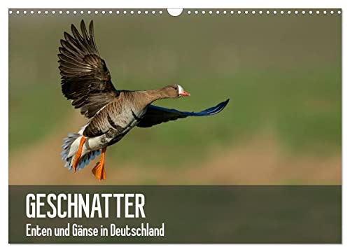 Geschnatter - Enten und Gänse in Deutschland (Wandkalender 2025 DIN A3 quer), CALVENDO Monatskalender von CALVENDO
