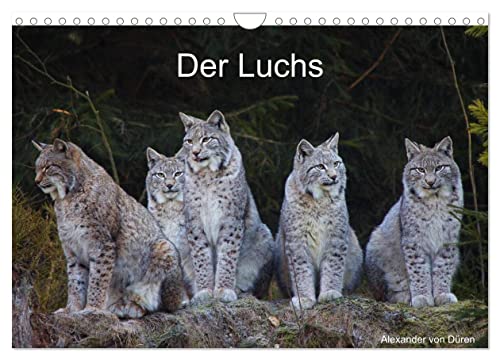 Der Luchs (Wandkalender 2025 DIN A4 quer), CALVENDO Monatskalender von CALVENDO