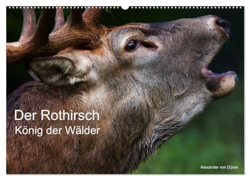 Der Rothirsch, König der Wälder (Wandkalender 2025 DIN A2 quer), CALVENDO Monatskalender: Der Rothirsch trägt seinen Titel, als König der Wälder zurecht. von CALVENDO