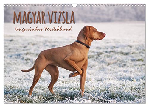 Magyar Vizsla - Ungarischer Vorstehhund (Wandkalender 2024 DIN A3 quer), CALVENDO Monatskalender von CALVENDO