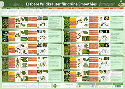 Essbare Wildkräuter für Grüne Smoothies Teil 2 - Wandposter (A2) – Natürliche Frische erleben - Erkunde, sammle und genieße essbare Wildkräuter für ... selber sammeln und mit gutem Gefühl genießen)