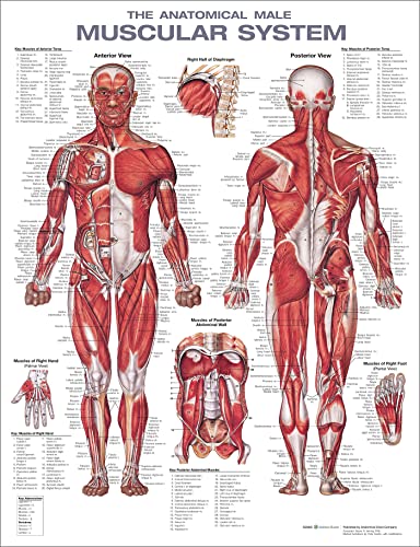 The Anatomical Male Muscular System Anatomical Chart von Wolters Kluwer Health