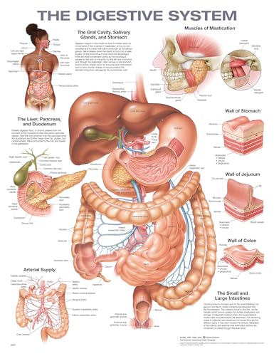 The Digestive System Anatomical Chart von Wolters Kluwer Health